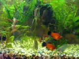 Mi acuario comunitario 100 litros con peces disco