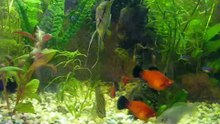 Mi acuario comunitario 100 litros con peces disco