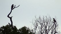 O canto do acauã, Falcão, Herpetotheres cachinnans, Laughing Falcon,