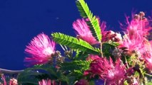 Buy a Flame Red Mimosa Tree - Albizia julibrissin - Flaming Summer Flowers
