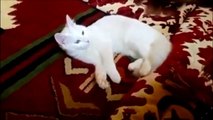 Funny Cats Compilation   Funny Cat Videos Ever  Funny Videos   Funny Animals   Funny Animal Videos 8