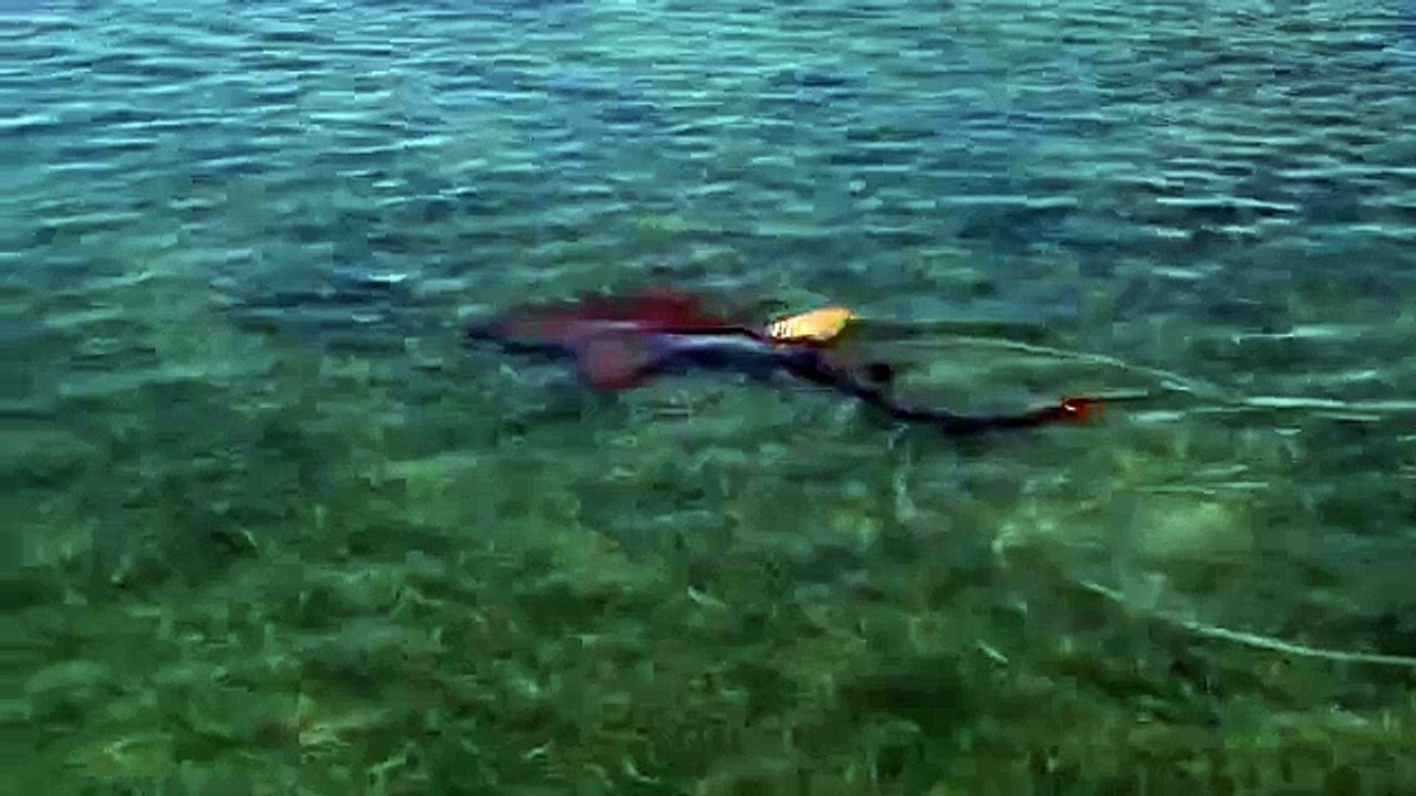 Shark Had Enough