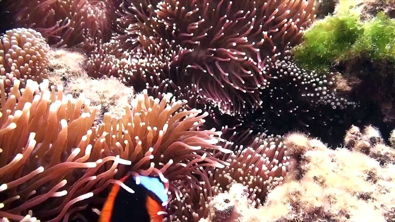Lizard Island 2012