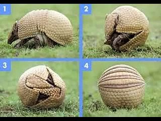 The Funniest Animal Compilation Ever!!!