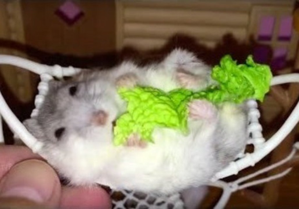 Tiny Hamsters Lounge in Hammocks