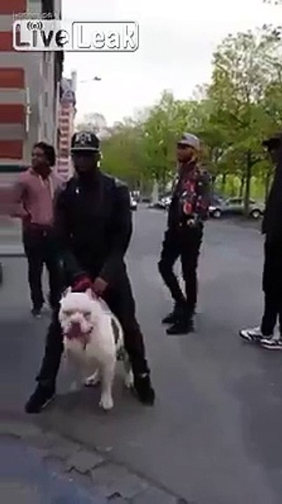 Fucking big pitbull