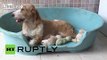 Spain: Green puppy stuns dog breeders