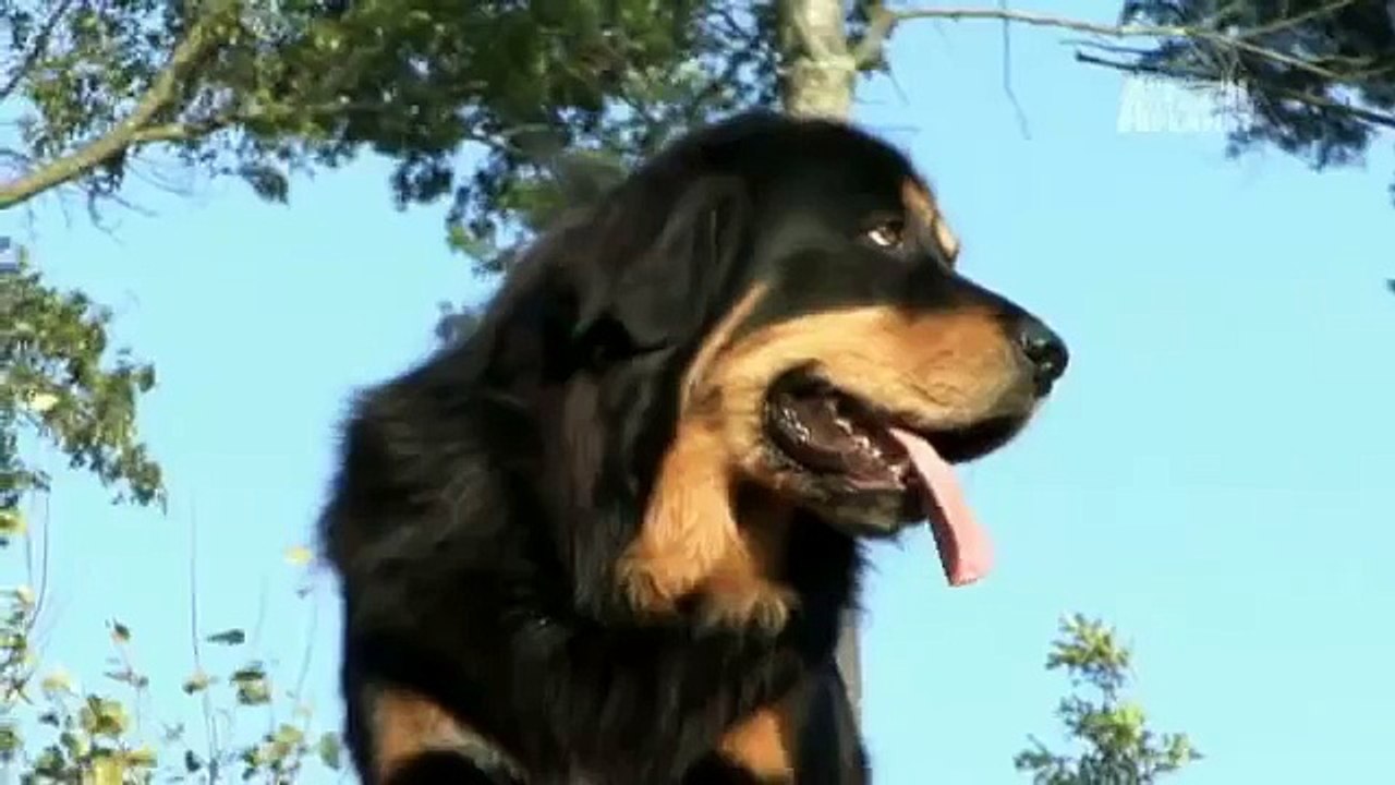 Dogs 101- Tibetan Mastiff