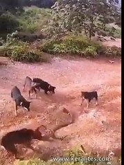 Huge King Cobra Vs a Pack of Domestic Dogs