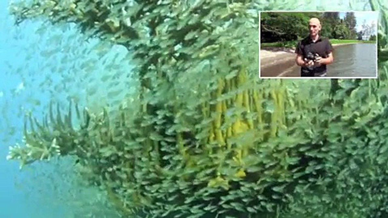 Underwater Video Through an SLR - AquaExposure Education