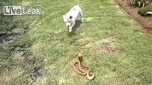 Dog kills cobra.