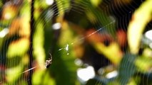 Eriophora Spiderling Spinning Orb-web サガオニグモ幼体の造網：横糸と隠れ帯