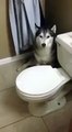 Husky refuses to take a bath