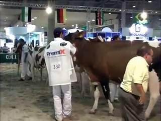 Campeonato Melhor Vaca - Grande Campeã Holandes Vermelho e Branco.flv