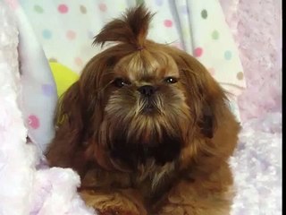 Vibrant Red Imperial Itsy Bitsy Shih Tzu