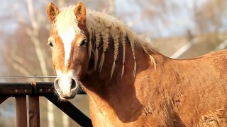 Our Happy Horses; having fun together!