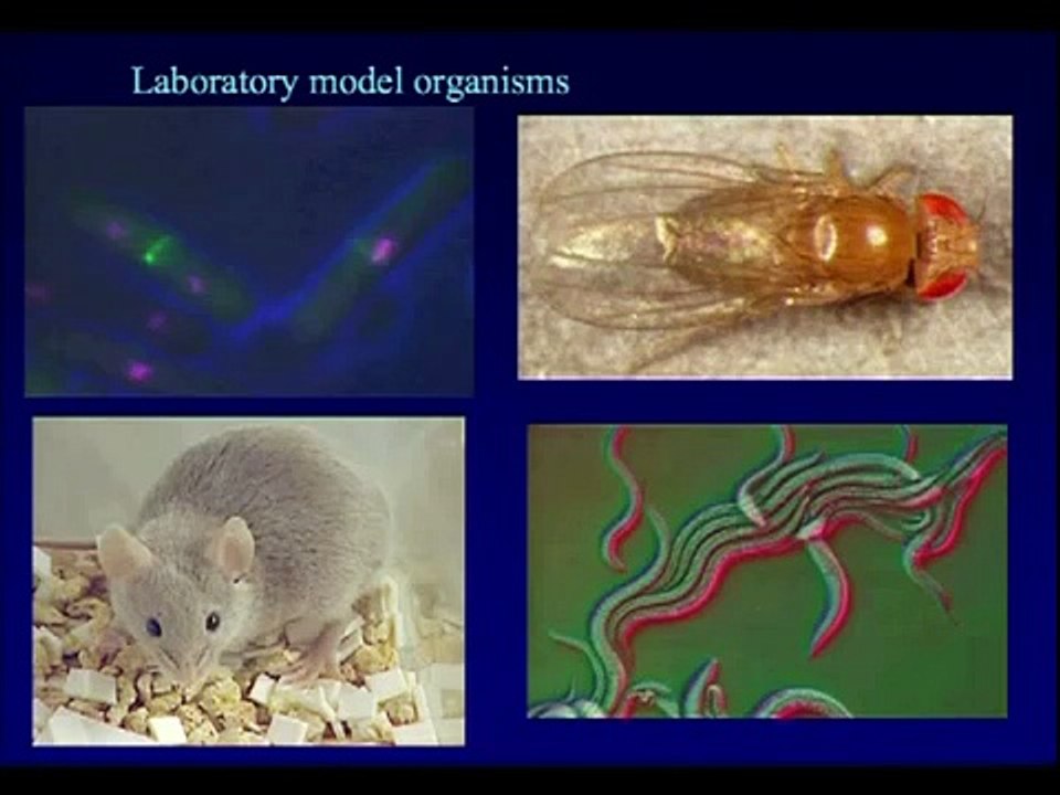 Professor Dame Linda Patridge - The New Biology of Aging - at Latsis conference Part_13-dm.m4v