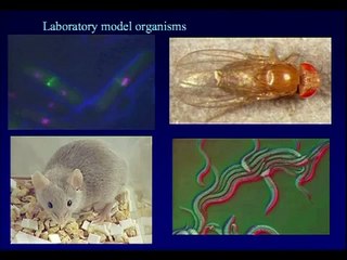 Professor Dame Linda Patridge - The New Biology of Aging - at Latsis conference Part_13-dm.m4v