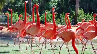 Animal Documentary - Flamingo