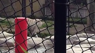 Odin the tiger pacing at Six Flags Discovery Kingdom