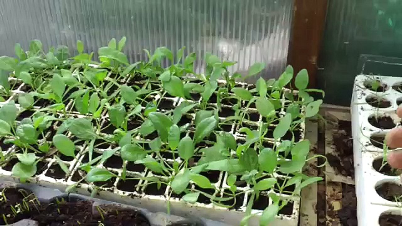 come preparare l'orto-la stanza dei germogli.MP4