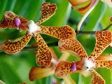 Glorious Orchids