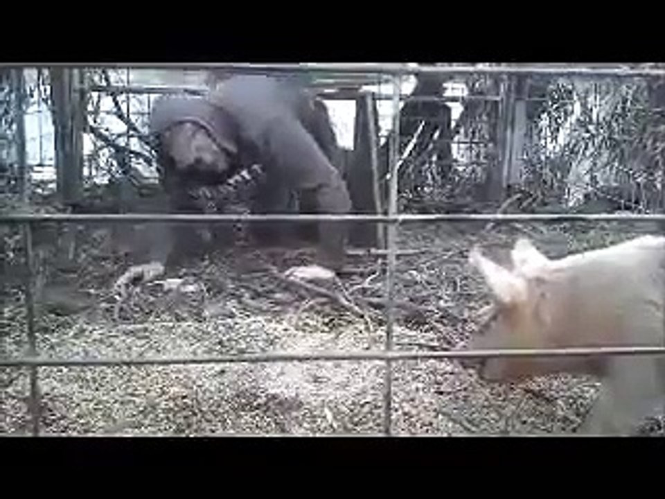 Epic pig hunting fail