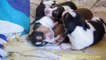 Beagle Puppies For Sale ~ Dog Video Pocket Beagles Puppy 1 Week old