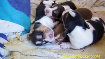 Beagle Puppies For Sale ~ Dog Video Pocket Beagles Puppy 1 Week old
