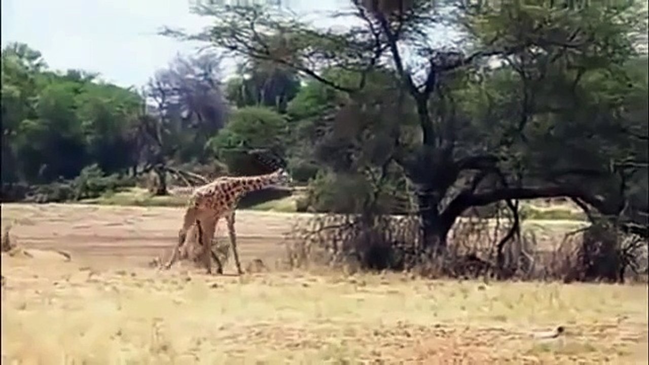 Giraffe vs Lion   ANIMAL ATTACK