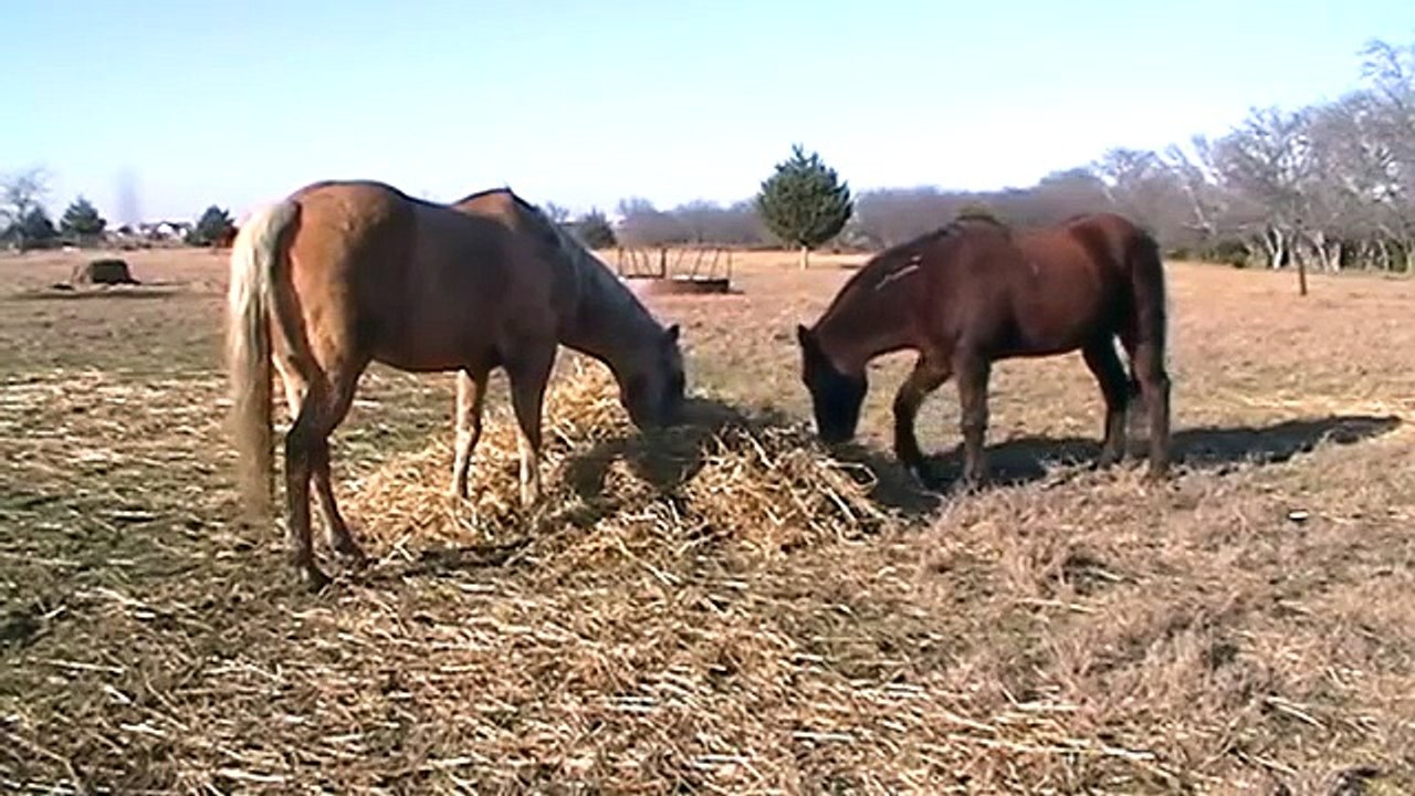 How Much Hay Do You Feed A Horse Free Choice Winter Feeding for
