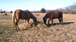 How Much Hay Do You Feed A Horse - Free Choice - Winter Feeding for Heat  Part 2