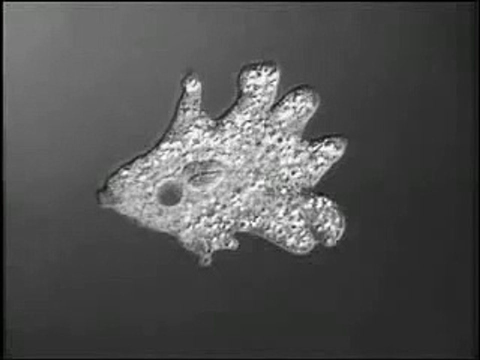 Crawling Amoeba