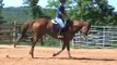 Carolina Sport Horses  Zoe Cantering.  Flying Lead Changes.