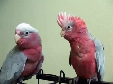 Baby Cockatoos
