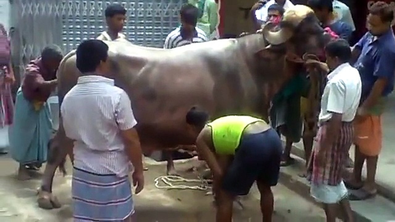 Buffalo Qurbani Bangladesh 2014 Part 1