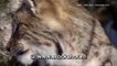 lynx - felis lynx - eurasian lynx in winter