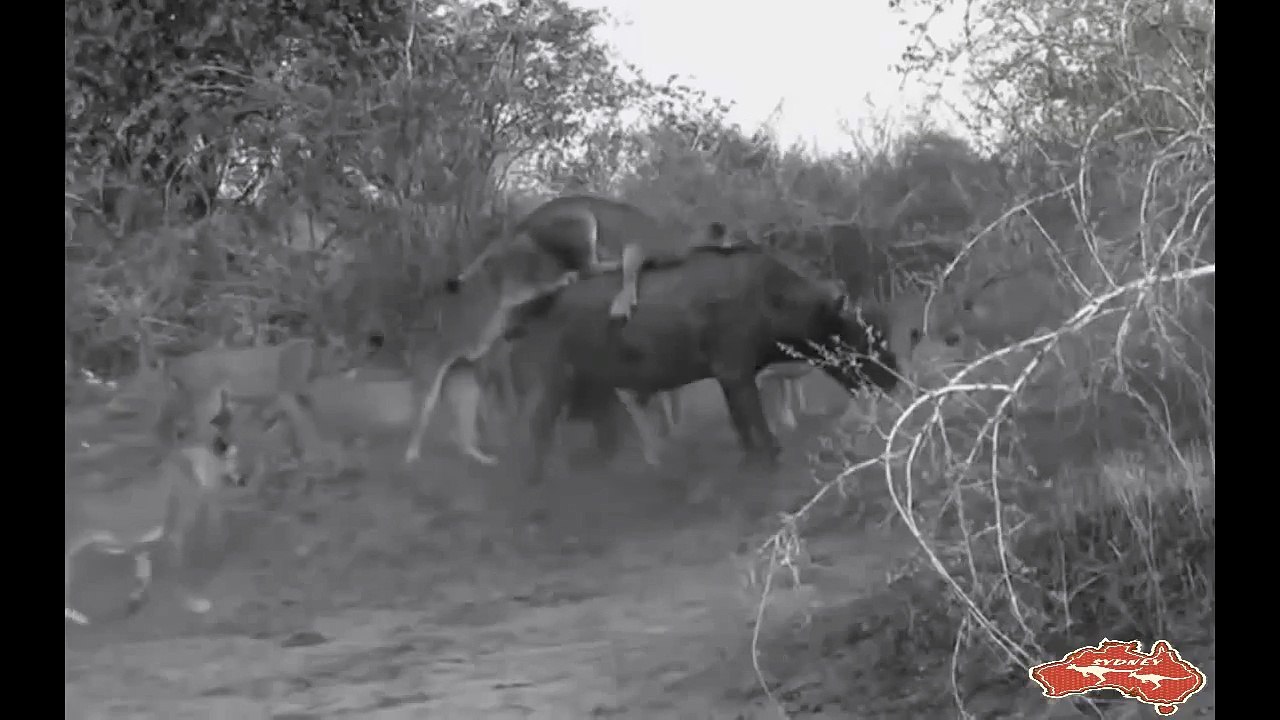 Discovery channel - lions vs buffalo: bloody battle - discovery wild lion documentary