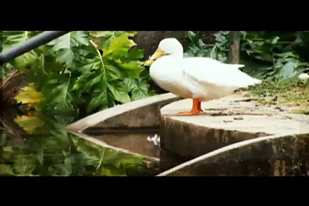 Video promocional CGF-MDL Chile