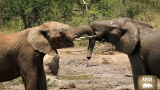 Elephants Gone Wild - Rhino Africa Safaris
