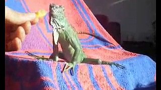 feeding my male green iguana Krishna Ryuu
