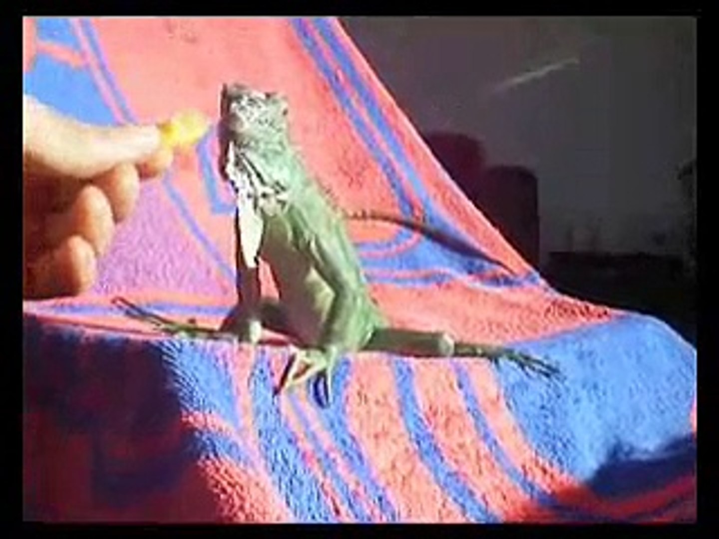 ⁣feeding my male green iguana Krishna Ryuu