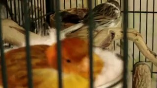 canary: sylvia singing
