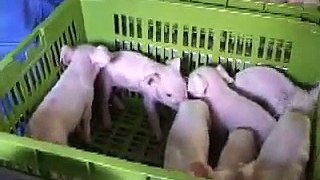 Piglift verdovingsapparaat voor biggen (demonstratie)