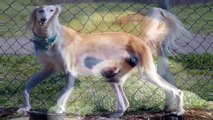 doberman rescue, dog adoption, dog and cat, dog breeders, dog cat,