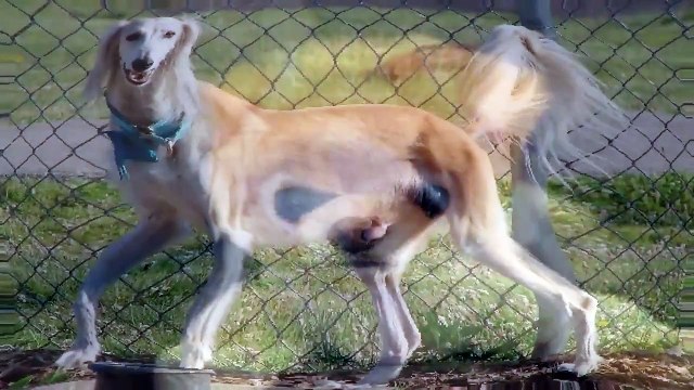 doberman rescue, dog adoption, dog and cat, dog breeders, dog cat,