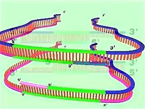 Polymerase chain reaction (PCR)