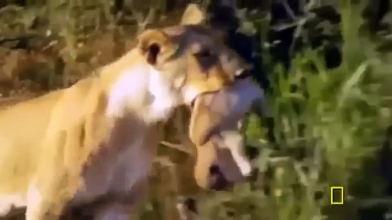 Animal attack HD # 4