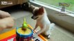 Compilation Funny Youtube Instruments Play And 2014 Animal Video !! Can Cute Animals !!