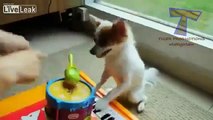Compilation Funny Youtube Instruments Play And 2014 Animal Video !! Can Cute Animals !!